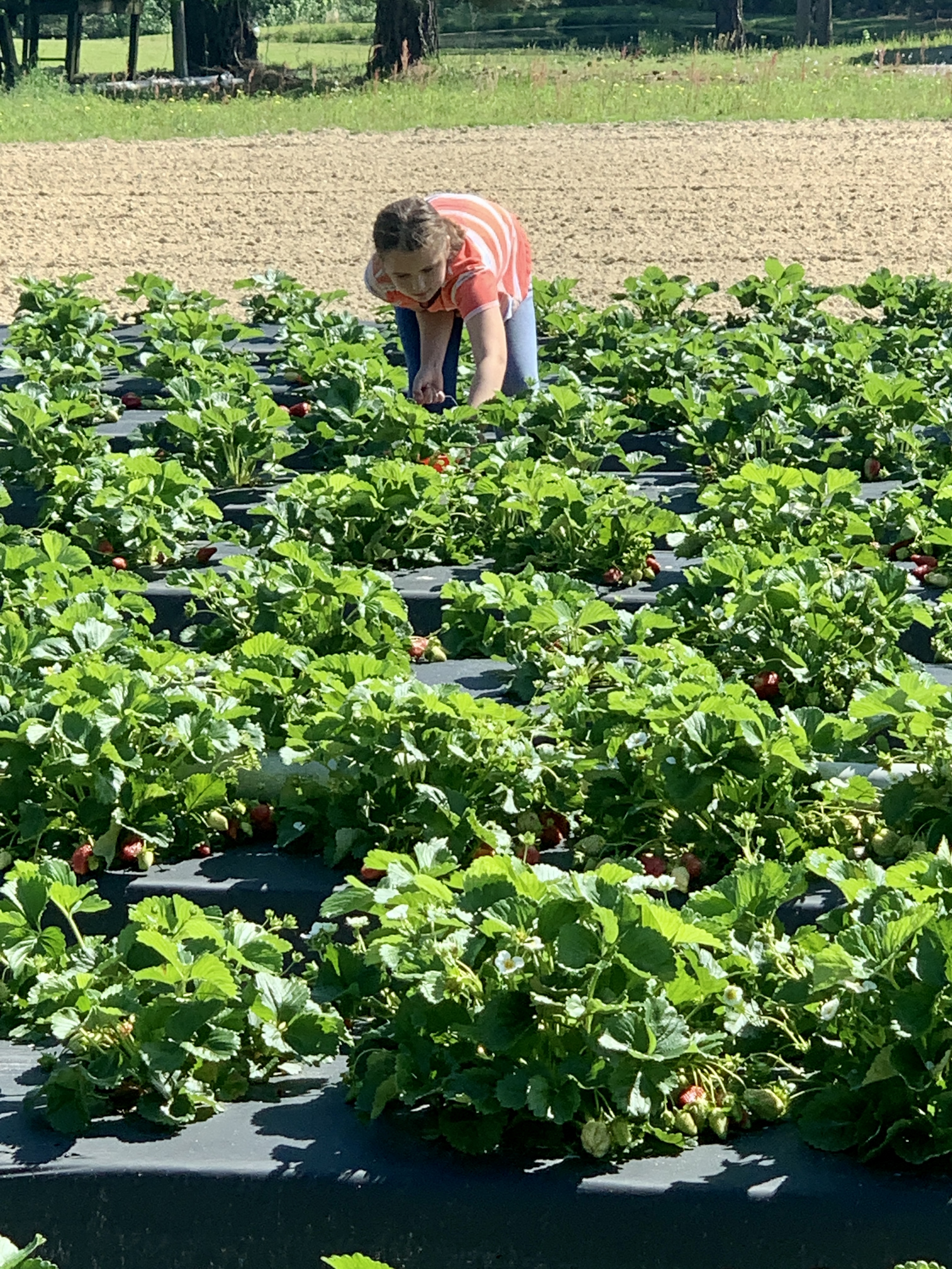 Strawberries